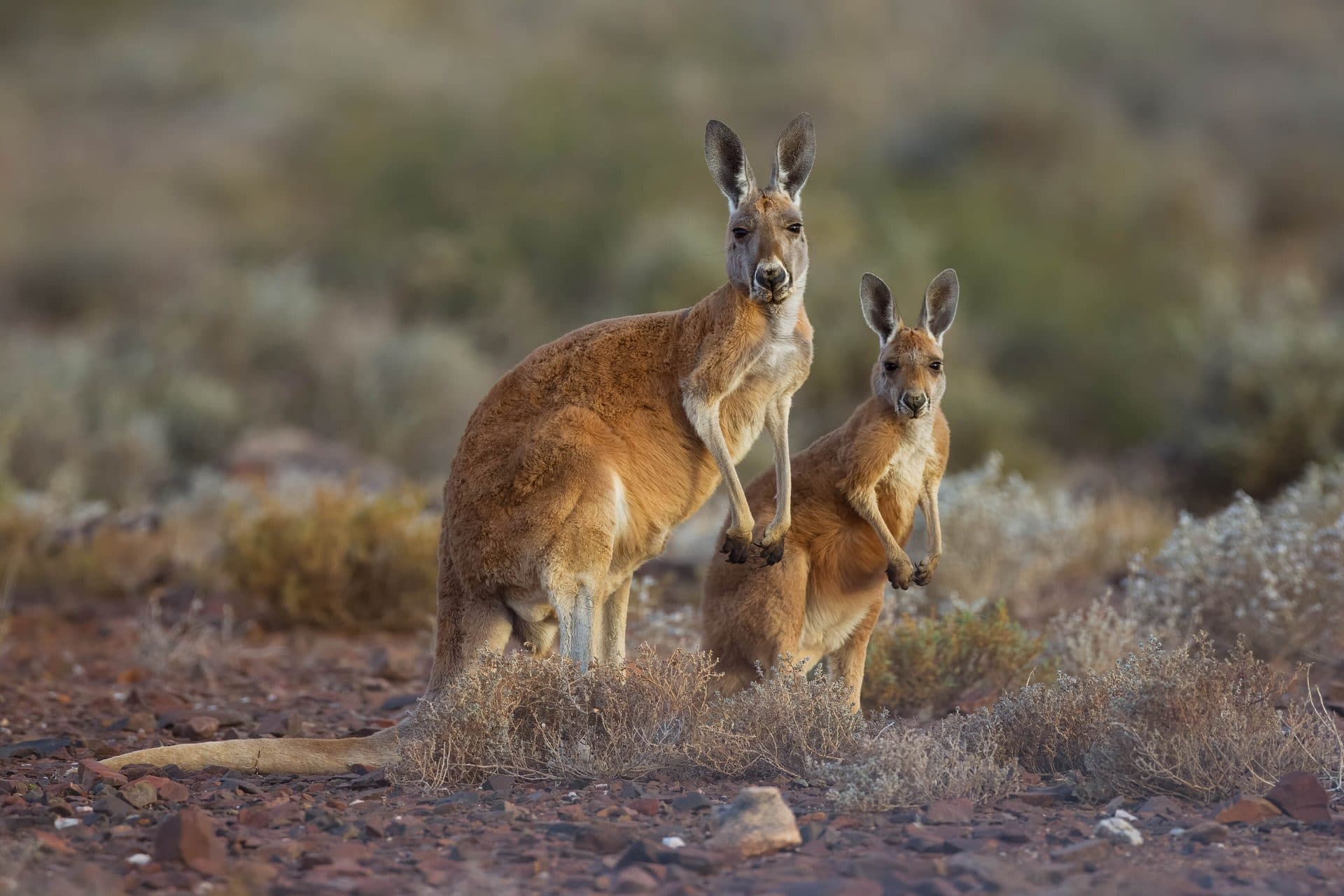 A red kangaroo standing in open Australian rangeland