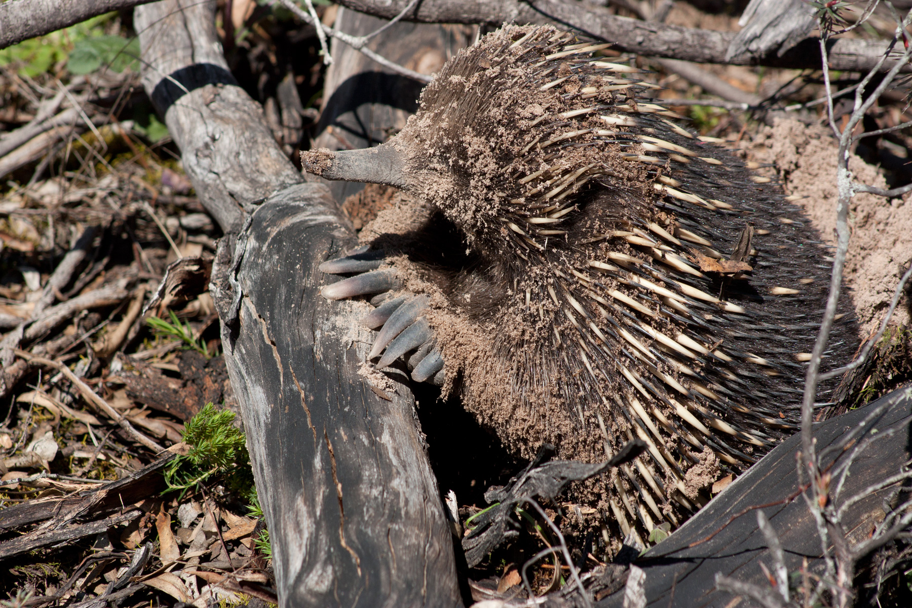 A short-beaked echidna showing spines and a slender snout