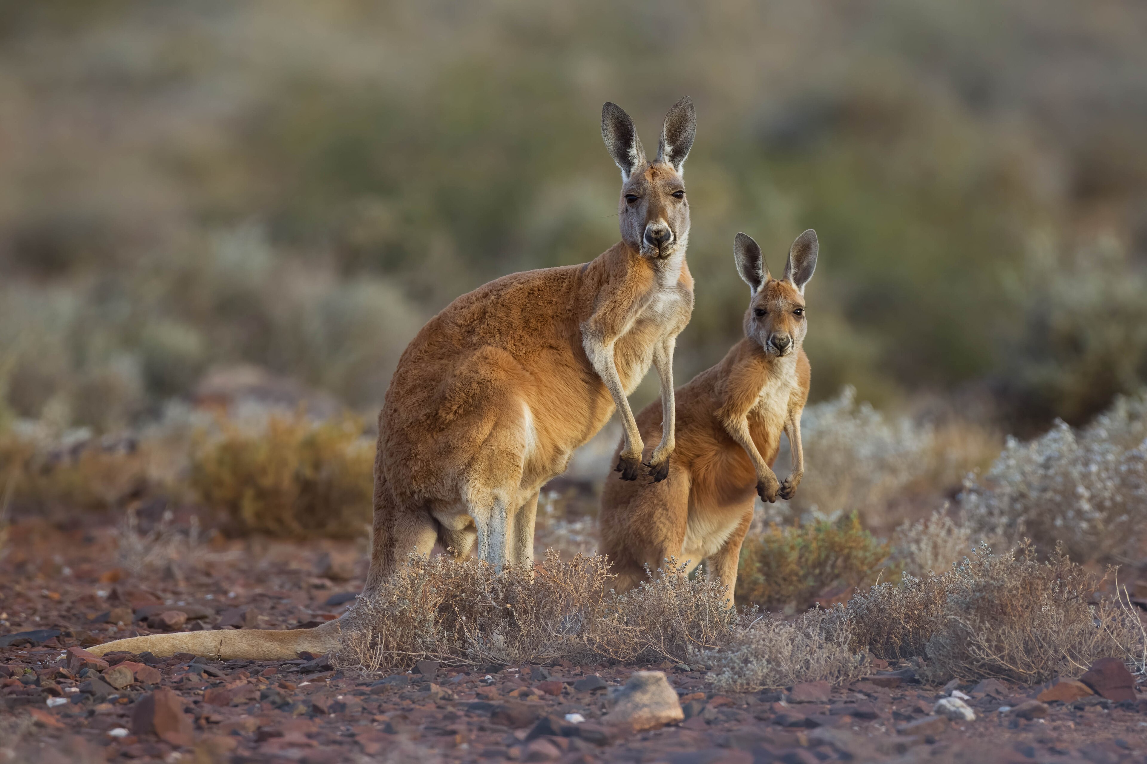 Kangaroos and their relatives