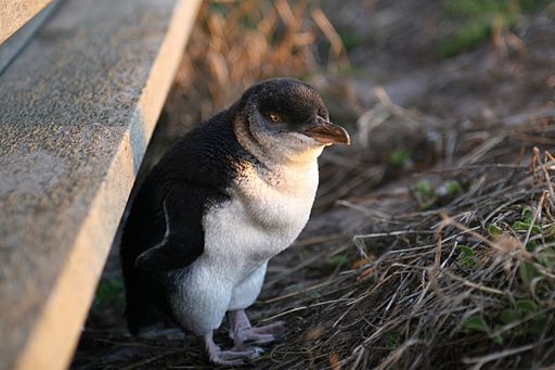 Little penguin Eudyptula minor