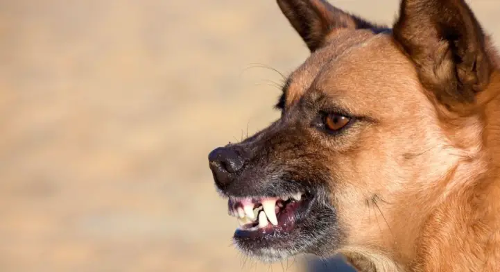 Dog being hot sale aggressive